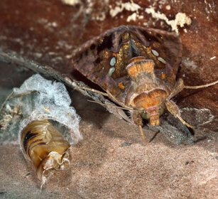 Chrysodeixis chalcytes appena sfarfallata night butterfly just emerged from the cocoon