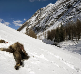 resti di Camoscio, Chamois mortal remains Cogne Valnontey (Ao)