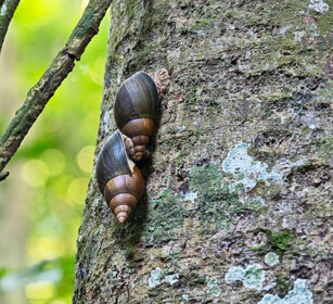 Chiocciole giganti africane Uganda