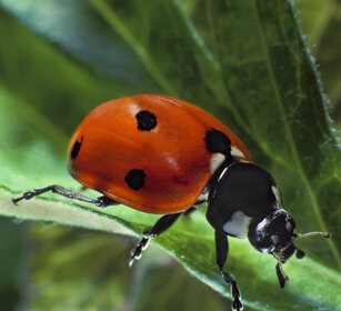 Coccinella dai 7 punti (Coccinella septempunctata) Sevenspotted Lady Beetle