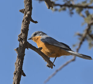 Uccello d'argento (Empidornis semipartitus) Silverbird, Serengeti NP
