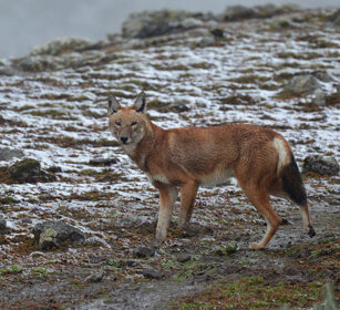 Lupo del Simien nella neve (Canis simiensis) Simien Wolf in the snow, Sanetti plateau