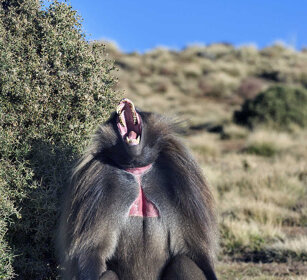 maschio di Gelada, male Gelada Baboon Simien mountains