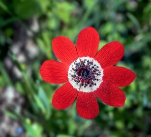 Anemone pavonina Anemone