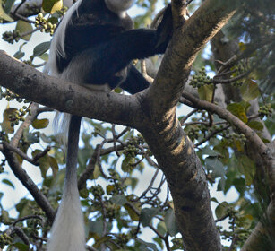 Guereza bianco e nero maschio (Colobus guereza) male Abyssinian Black-and-white Colobus monkey, lago Awasa, lake Awasa