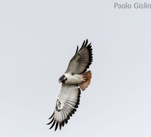 Poiana augure (Buteo augur), Augur Buzzard Sanetti plateau