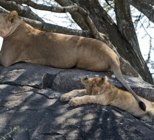 Leonessa con cucciolo (Panthera leo) Lioness with cub, Serengeti NP