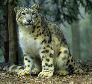 Leopardo delle nevi (Uncia uncia), Snow Leopard parco naturalistico