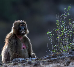 femmina di Gelada, female Gelada Baboon Debre Libanos