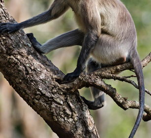 Entello (Semnopitechus entellus), Hanuman Langur Nagarhole NP, Karnataka