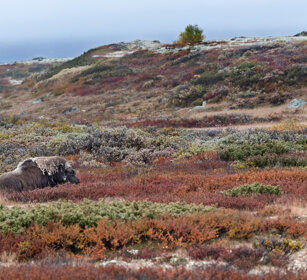 Bue muschiato (Ovibos moschatus), Muskox parco nazionale di Dovrefjell, Dovrefjell NP