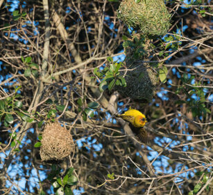 uccello Tessitore, Weaver Riserva naturale De Hoop, De Hoop natural reserve