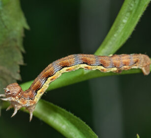 bruco di Erannis defoliaria, Mottled Umber caterpillar