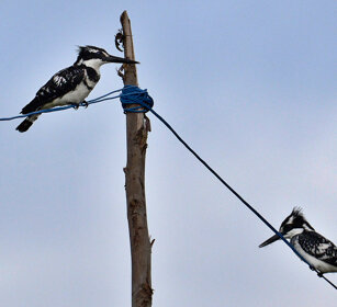 Martin pescatori bianchi e neri (Ceryle rudis) Pied Kingfishers, lago Awasa, lake Awasa