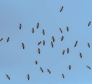 Pellicani (Pelecanus onocrotalus) White Pelicans Pellicani (Pelecanus onocrotalus) White Pelicans