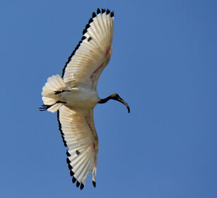 Ibis sacro (Threskiornis aethiopicus), Sacred Ibis lago Zway, lake Zway