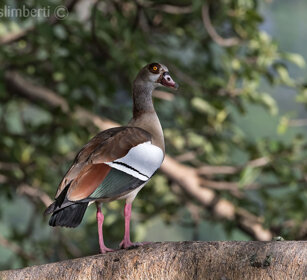Oca egiziana (Alopochen aegyptiaca) Egyptian Goose, lago Awasa, lake Awasa