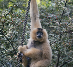 Gibbone dal ciuffo, Yellow-cheeked Gibbon