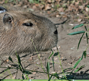 Capibara, Capybara