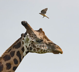 Giraffa di Rothschild Uganda