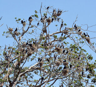 Cormorani (Phalacrocorax carbo), Great Cormorants lago Zway, lake Zway