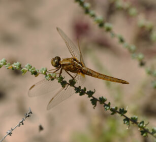 Crocothemys erythraea f., f. Common Scarlet-darter Lanzarote