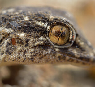 Geco delle Canarie (Tarentola angustimentalis) East Canary Gecko, Fuerteventura