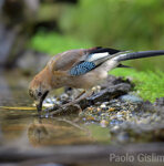 Ghiandaia (Garrulus glandarius), Jay Castelletto Merli (Al)