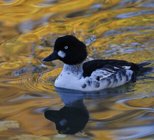 Quattrocchi (Bucephala clangula), Goldeneye