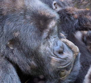Gorilla di montagna Uganda