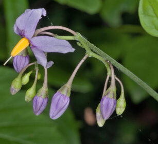 Morella rampicante (Solanum dulcamara) Bittersweet
