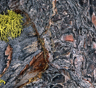 Corteccia di Larice, larch's bark Cantalupa (To), Piemonte