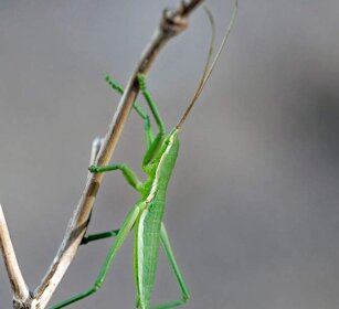 Neanide di Cavalletta (Saga natoliae) Nimph of Balkan Predatory Bush-cricket