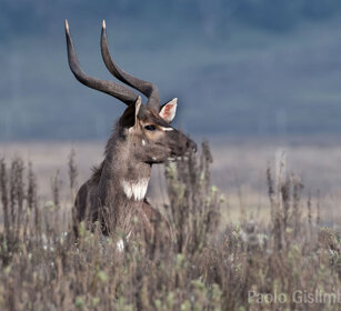 maschio di Nyala di montagna, Tragelaphus buxtoni Bale mountains
