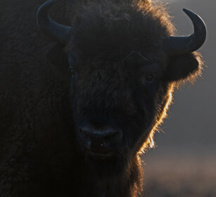 Bisonte europeo (Bison bonasus), European Bison Polonia, Poland