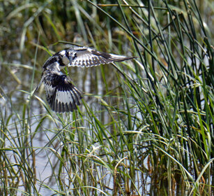 Martin pescatore bianco e nero (Ceryle rudis) Pied Kingfisher, lago Awasa, lake Awasa