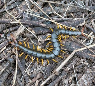 Centopiedi fasciato (Scolopendra cingulata) Mediterranean Banded Centipede