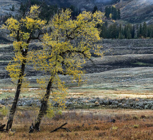 Cottonwoods (Populus dettoides) valle Lamar, PN di Yellowstone. Lamar valley, Yellowstone NP