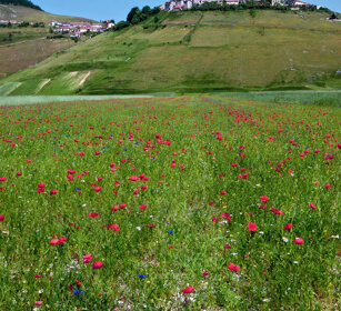 campagna, country Castelluccio di Norcia (Pg)
