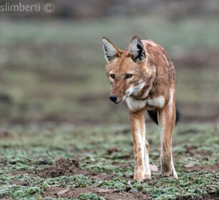 Lupo del Simien (Canis simiensis), Simien Wolf Sanetti plateau