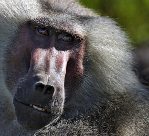 maschio di Amadriade, male Amadryas Baboon parco Awash, Awash NP