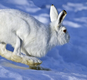 Lepre variabile (Lepus timidus), Mountain Hare Valle d'Aosta, Aosta Valley