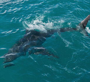 Squalo bianco (Carcharodon carcharias) Great White Shark