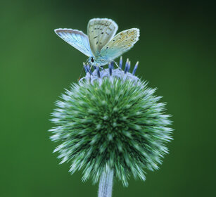 Argo azzurro (Polyommatus icarus), Common Blue