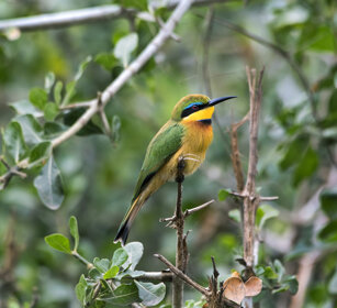Gruccione minore (Merops pusillus) Little Bee-eater, Serengeti NP
