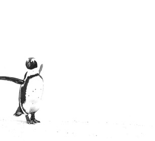 Pinguino del Capo, Jackass Penguin Sudafrica, South Africa