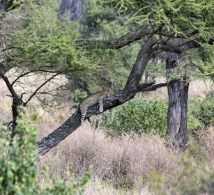 Leopardo (Panthera pardus), Leopard parco nazionale del Serengeti, Serengeti NP