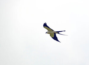 83a742903e84cde5a0f798938e7f91d8