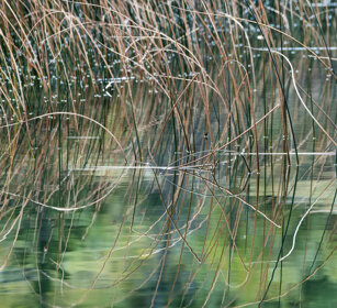 Talbot lake, Banff NP