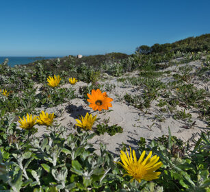 fiori, flowers Riserva naturale De Hoop, De Hoop natural reserve